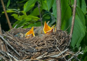 Nest of thrush 12