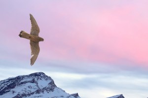 Peregrine falcon flying over snow mountain sunset background