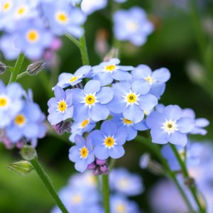Forget me not flowers