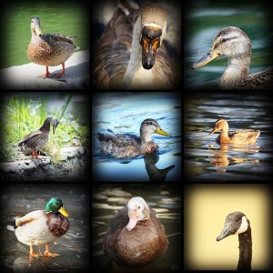 collection of images with water birds