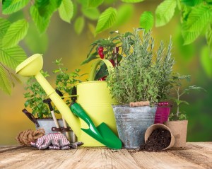 Outdoor gardening tools and herbs