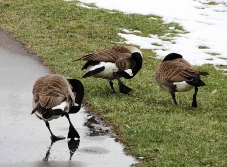 Geese one 03-19-17