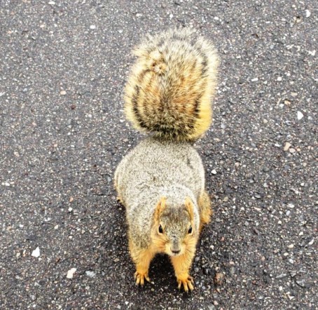 Squirrel one 03-19-17