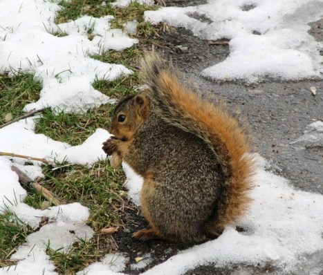 Squirrel two 03-19-17
