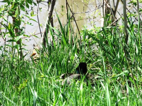 duck enroute to water