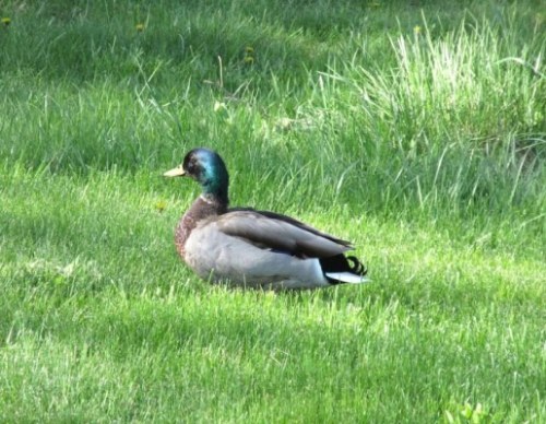 duck with big attitude