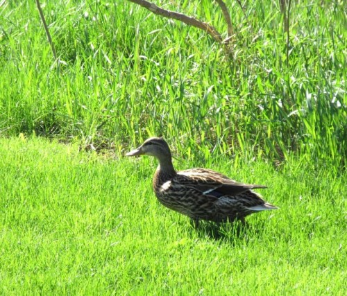 female duck b