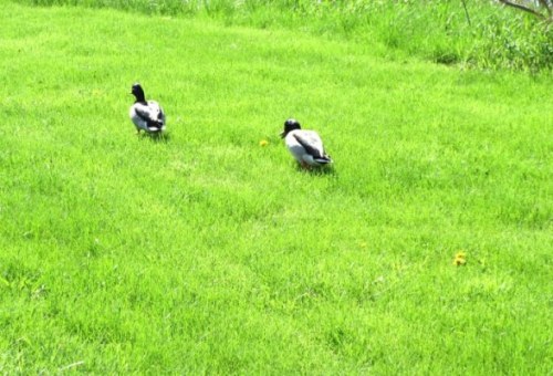 pair of male ducks