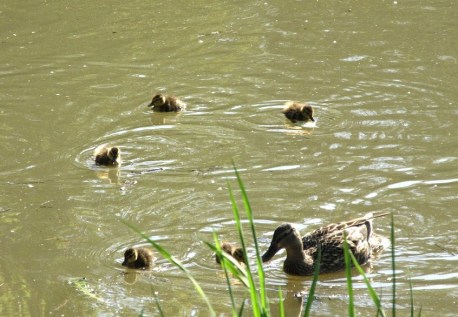 Ducklings1