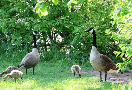 Goose family