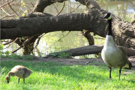 Goose mom and baby