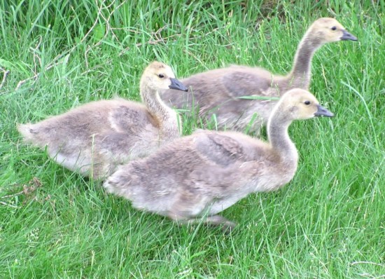 goslings