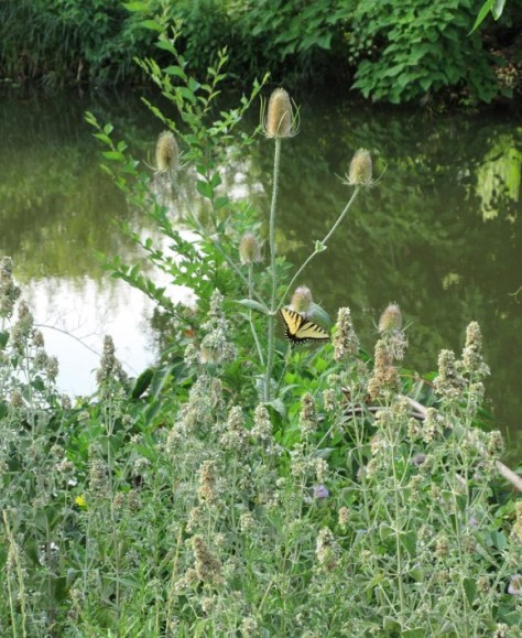 07-24-17B Burr #1.jpg