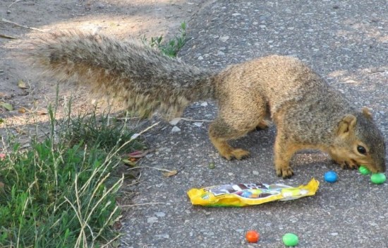 5 - I like the green ones better