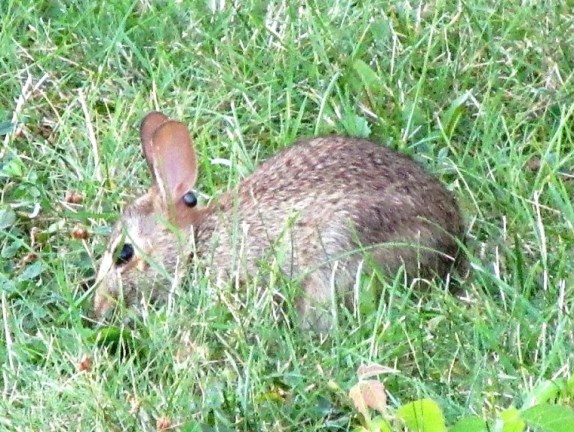 08-25-17 Munching.jpg