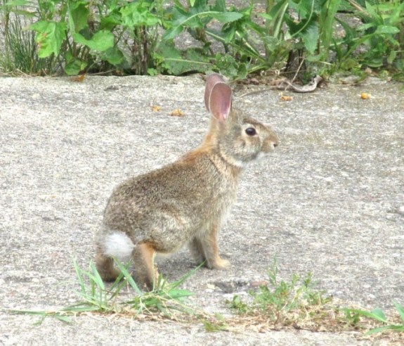 08-25-17 Quick Like a Bunny