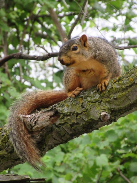 09-13-17 agressive pose