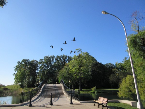 A-header Geese Overhead
