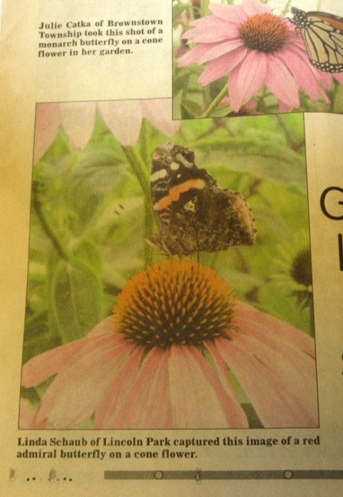 Butterfly in newspaper