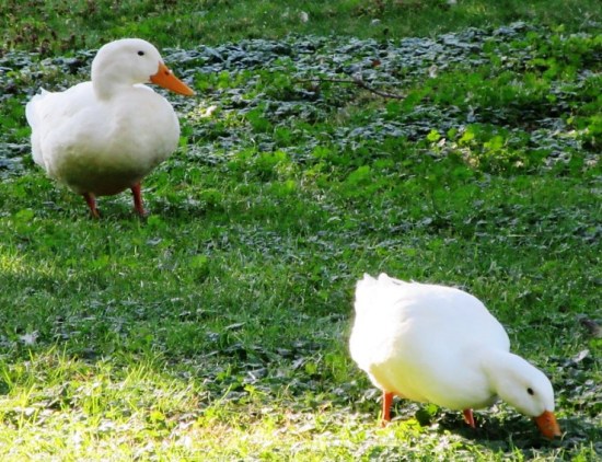 C-pair of white ducks