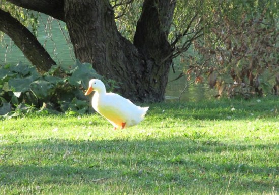 D - white duck