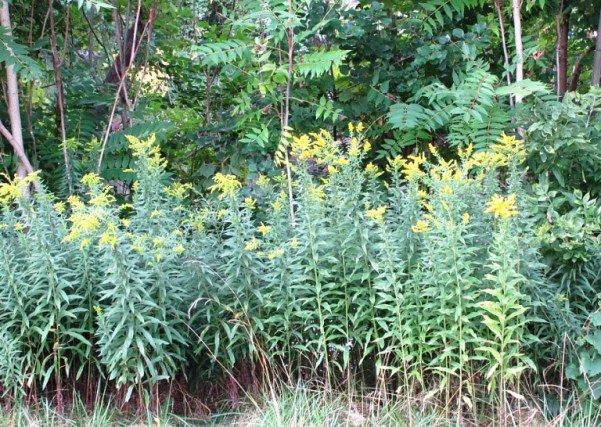 goldenrod