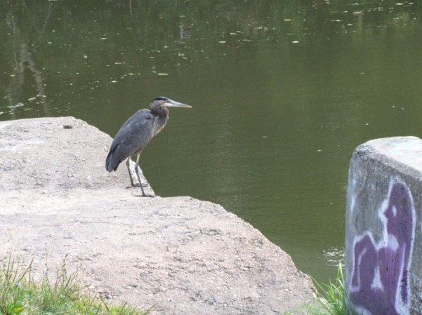 Heron #1