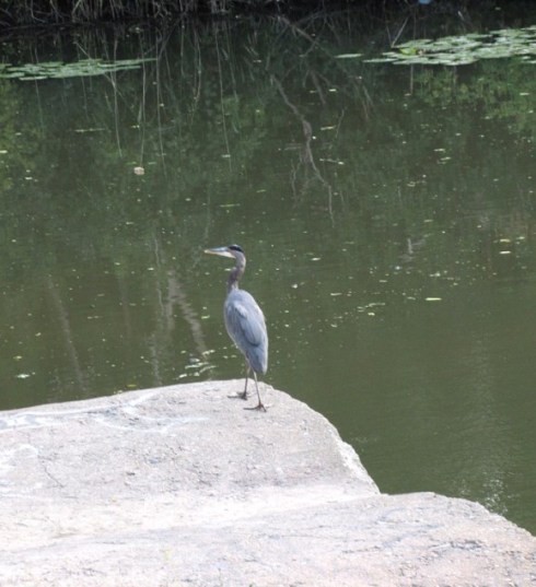 Heron #2