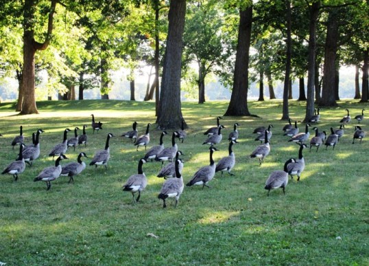 J - Geese en masse