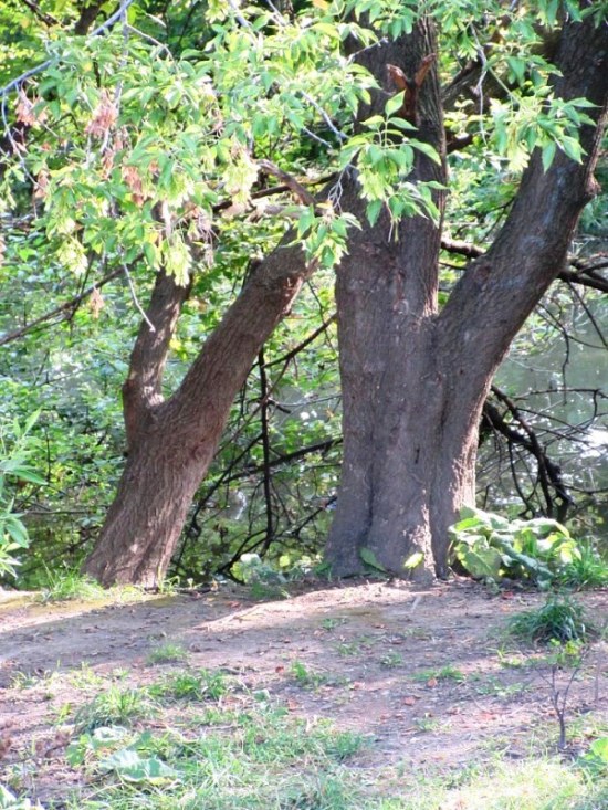 lean on me - fork in the road and tree