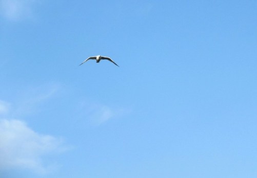 seagull
