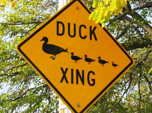 duck crossing