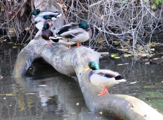 Ducks on a log1