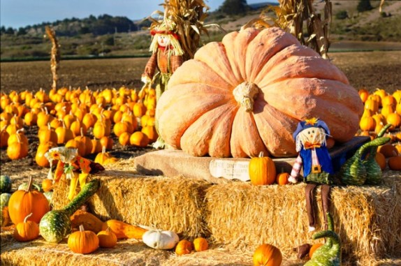 Pumpkin patch ready for annual festival in Half Moon Bay, California.