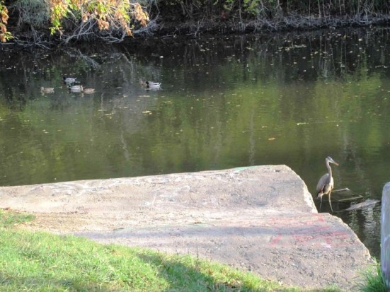 heron and ducks