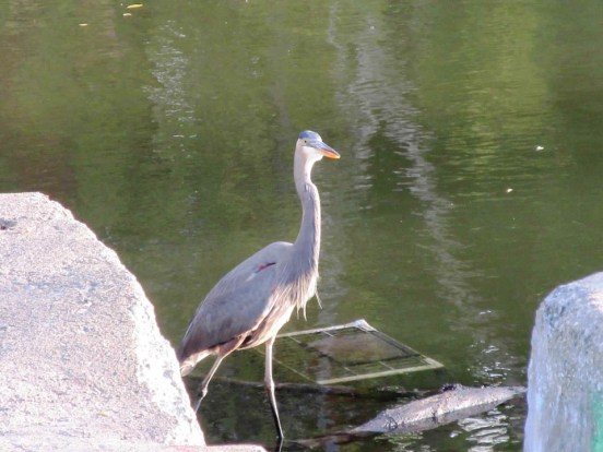 heron1
