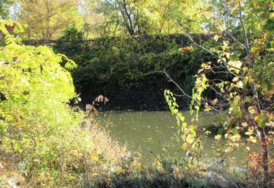 Leaves on Ecorse Creek.jpg
