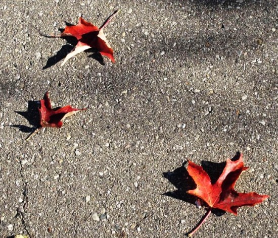 Maple Leaves