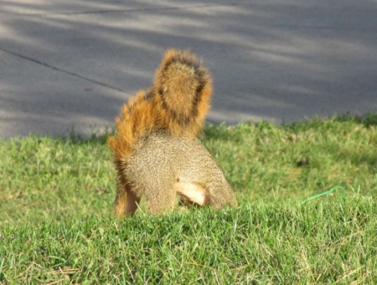 squirrel fast and furious