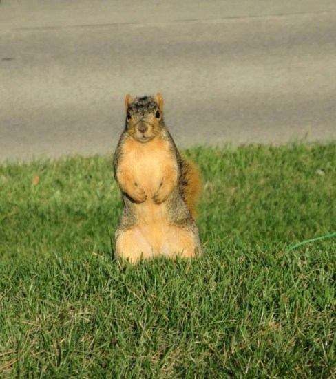 squirrel posing