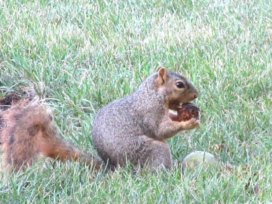 squirrel with apple