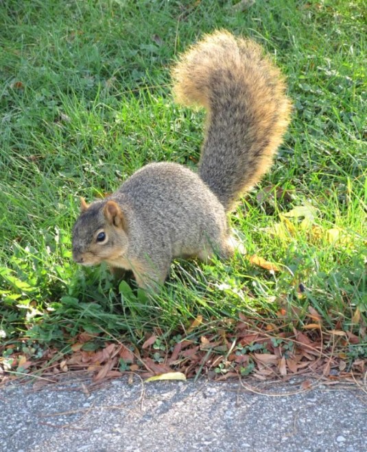 squirrel on grass
