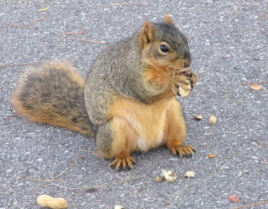 squirrel sitting