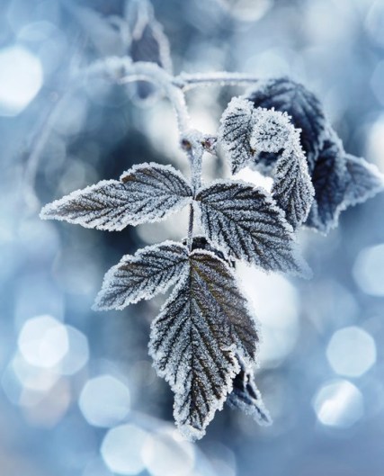 a frozen leaf and bokeh