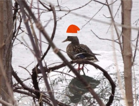duck with santa cap