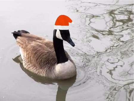 goose with cap