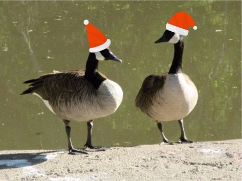 pair of ducks with santa capse