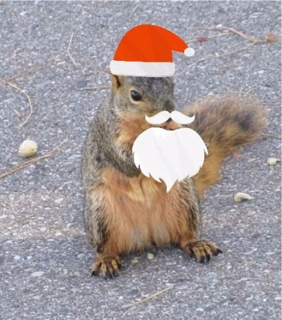 squirrel who looks like santa with beard
