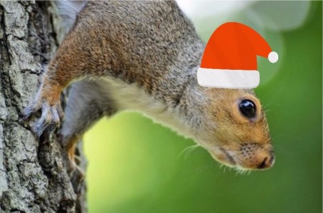 squirrel with santa capb