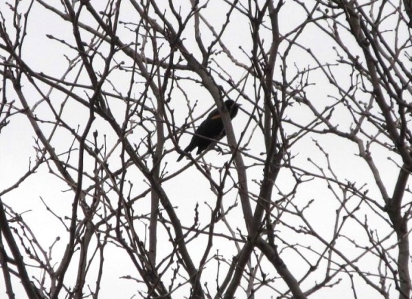 Bird in tree1
